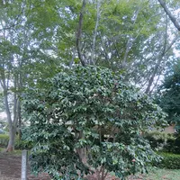 ふなばしアンデルセン公園の写真・動画_image_428356