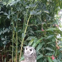 松江フォーゲルパークの写真・動画_image_432293
