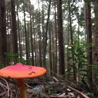 筑波山の写真・動画_image_433439