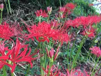 筑波山の写真・動画_image_433440