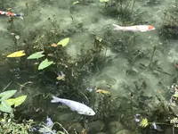 モネの池（名もなき池）の写真・動画_image_433457