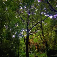 斎場御嶽の写真・動画_image_434029