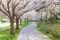 海の中道海浜公園の写真・動画_image_437464
