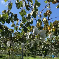 葡萄屋iwaki （ぶどう農園）の写真・動画_image_440882