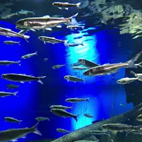 サケのふるさと 千歳水族館の写真・動画_image_441356