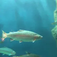 サケのふるさと 千歳水族館の写真・動画_image_441358
