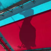 水中展望船ニューしゃこたん号の写真・動画_image_441449