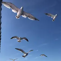 水中展望船ニューしゃこたん号の写真・動画_image_441450
