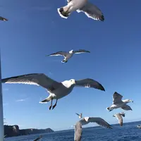 水中展望船ニューしゃこたん号の写真・動画_image_441454