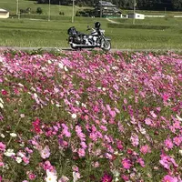 コスモス畑の写真・動画_image_445650