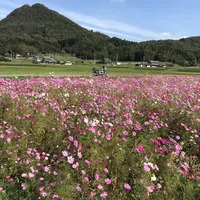 コスモス畑の写真・動画_image_445652