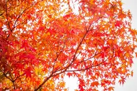 永保寺庭園の写真・動画_image_448635