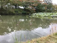 大濠公園の写真・動画_image_451623