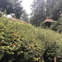 塩船観音寺の写真・動画_image_451730