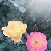 京成バラ園の写真・動画_image_451788