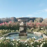 京成バラ園の写真・動画_image_451795