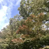 明治神宮の写真・動画_image_453652