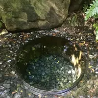 明治神宮の写真・動画_image_453658