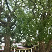 明治神宮の写真・動画_image_453665