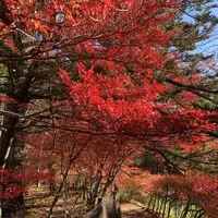 雲場池の写真・動画_image_454977