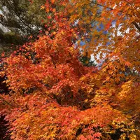 軽井沢高原教会の写真・動画_image_455048