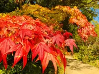 三景園の写真・動画_image_455513