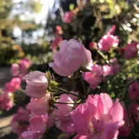 ローザンベリー多和田の写真・動画_image_455543