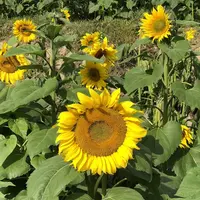 山田ひまわり園の写真・動画_image_456063