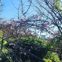 光雲神社の写真・動画_image_456067
