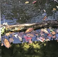 三景園の写真・動画_image_456390