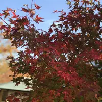 三景園の写真・動画_image_456391