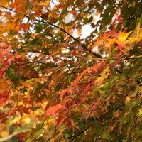 三景園の写真・動画_image_456395