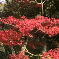 三景園の写真・動画_image_456398