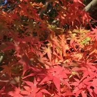 三景園の写真・動画_image_456403