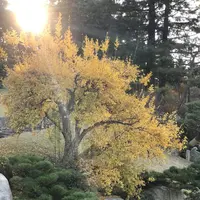 三景園の写真・動画_image_456404