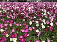 キリンビアファーム KIRIN BEER FARM BEER RESTAURANTの写真・動画_image_457018
