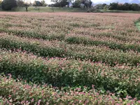 吉野ヶ里歴史公園の写真・動画_image_457025