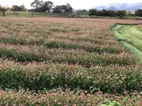 吉野ヶ里歴史公園の写真・動画_image_457026