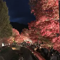 もみじ回廊の写真・動画_image_457248