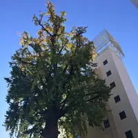 大いちょうの写真・動画_image_458068