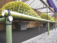 新宿御苑　菊花壇展の写真・動画_image_458145