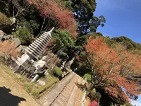 大悲王院の楓の写真・動画_image_460286