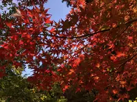 大悲王院の楓の写真・動画_image_460287