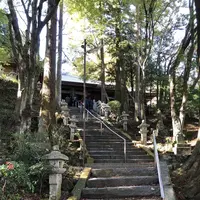 大悲王院の楓の写真・動画_image_460288
