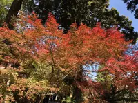 大悲王院の楓の写真・動画_image_460290