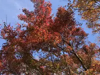 大悲王院の楓の写真・動画_image_460291