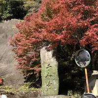大悲王院の楓の写真・動画_image_460292