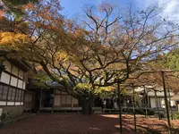 大悲王院の楓の写真・動画_image_460293
