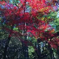 九年庵の写真・動画_image_460375