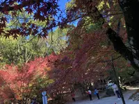 九年庵の写真・動画_image_460378